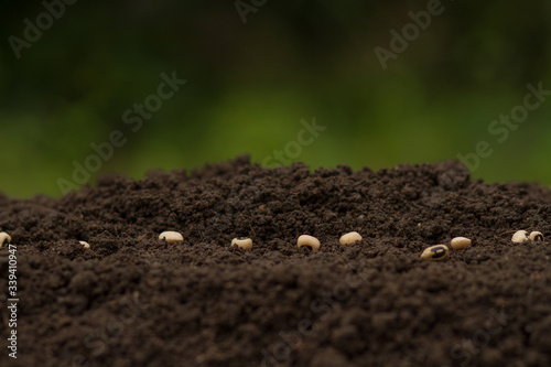 Seed of vegetable sow on health soil with green nature background, Healthy soil and Grow vegetable concept.