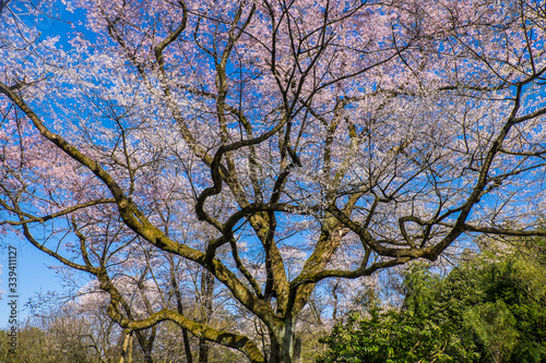 日本の春満開の一本の大きな桜の木