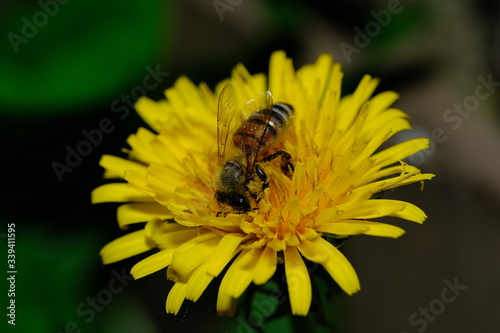 Bee Pollinating Dandelion Flowers © Graham