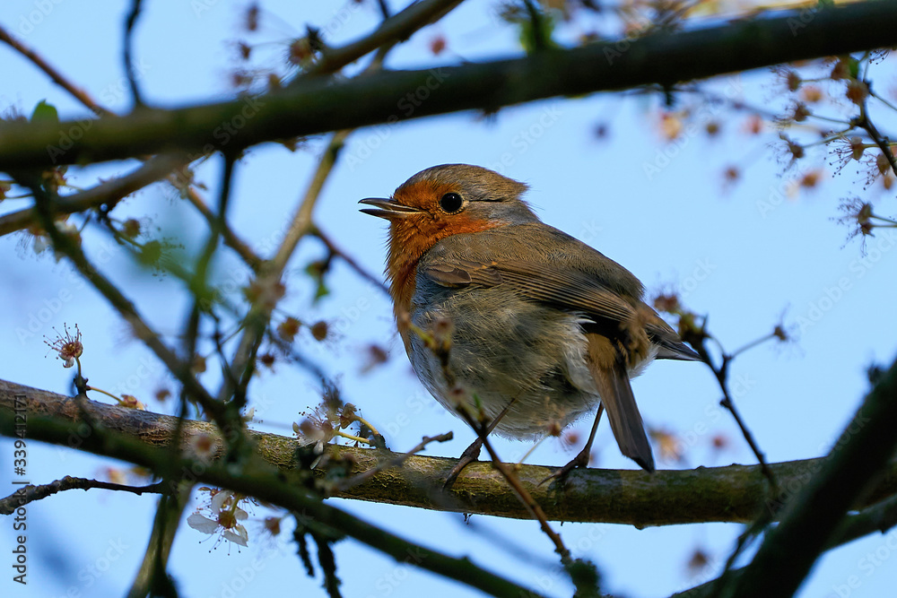 European robin (Erithacus rubecula) European robin (Erithacus rubecula)