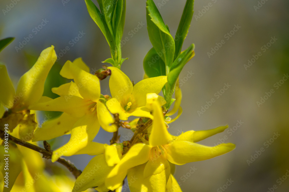 Obraz premium Golden Forsythia blooming flowers, selective focus, spring blossoming tree, early springtime, yellow blossoms