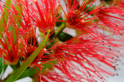 Crimson Bottlebrush, Melaleuca citrina, commonly known as common red, crimson or lemon bottlebrush, is a plant in the myrtle family, Myrtaceae and is endemic to New South Wales and Victoria