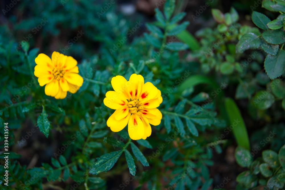 Two bright yellow buttermilk flowers against a dark green foliage. Garden, flowerbed, summer, lawn, caucasian, happiness