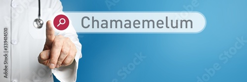 Chamaemelum. Doctor in smock points with his finger to a search box. The term Chamaemelum is in focus. Symbol for illness, health, medicine photo