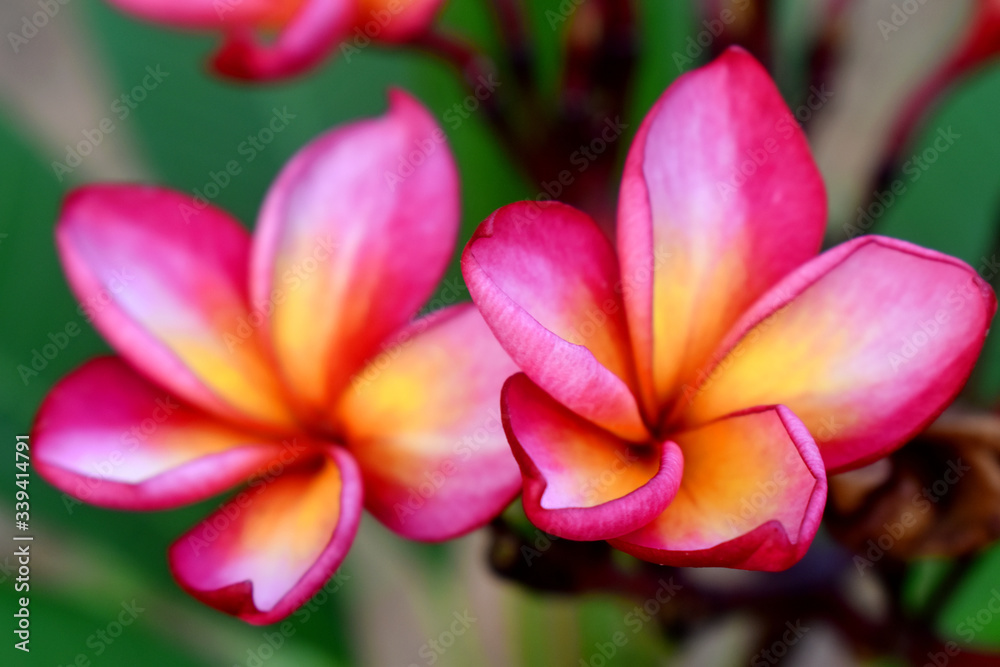 Selective focus of Pink Plumeria flowers with green nature blurred background