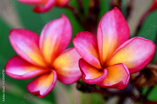 Selective focus of Pink Plumeria flowers with green nature blurred background © Eddy