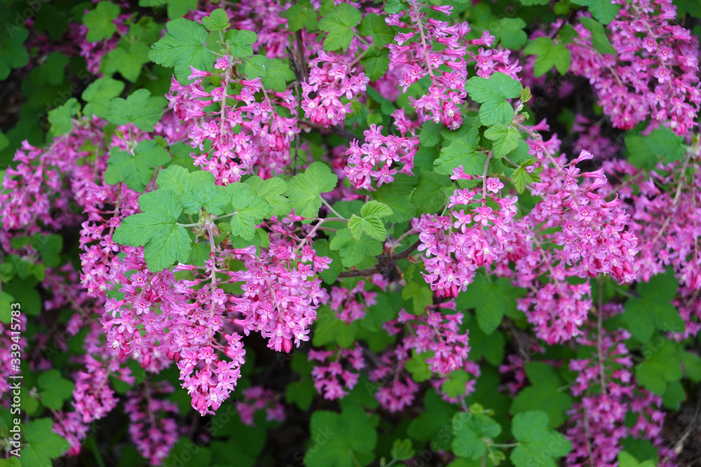 Ribes sanguineum, the flowering currant, redflower currant, or red-flowering currant, is a North American species of flowering plant in the family Grossulariaceae, native to western US and Canada.