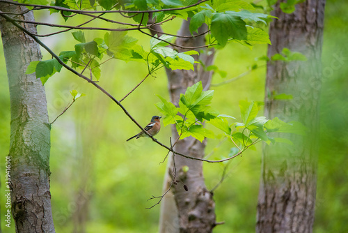 фотографія Buchfink im Wald