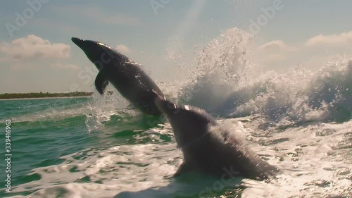 slow motion of five dolphins jumping out of the water photo