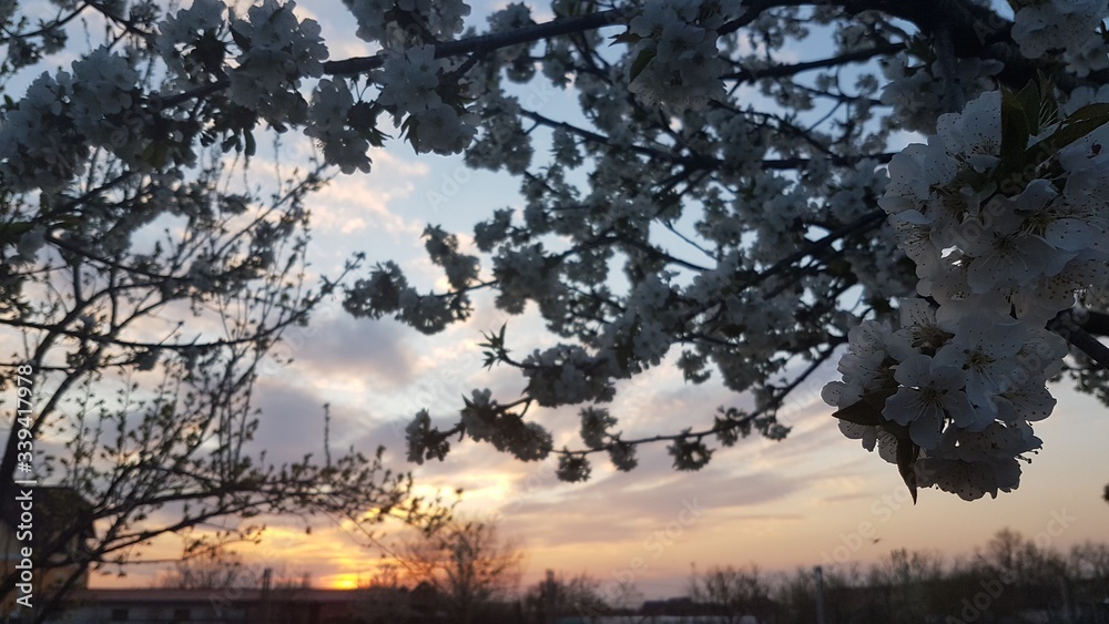 Sunset in the garden seen between bloomed three branches. The flowers are white.