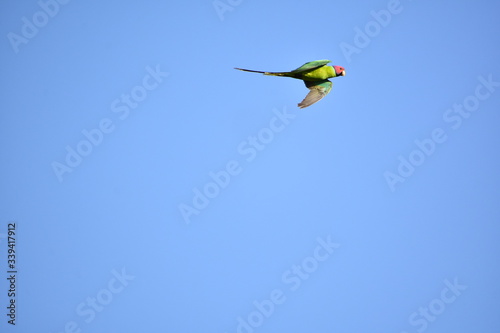 Birds Flying Nature © Suresh