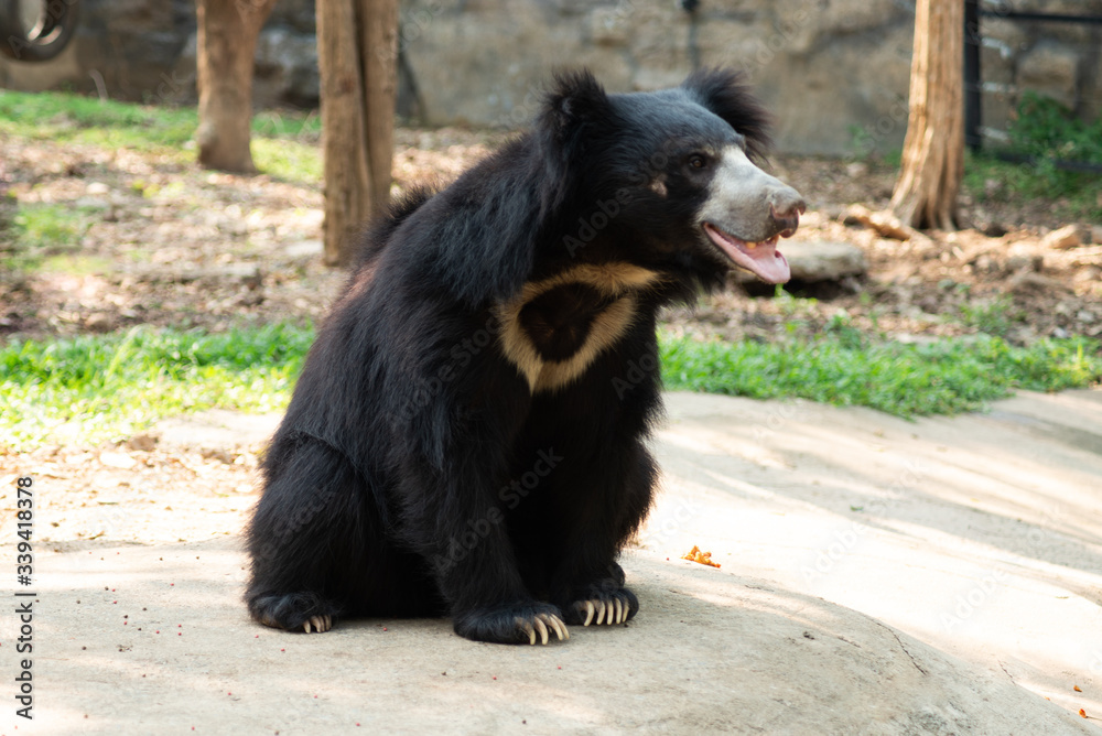 Sloth bear