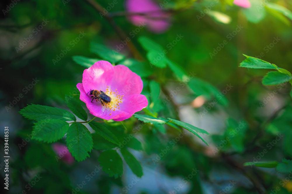 Bee collects flower nectar of wild rose