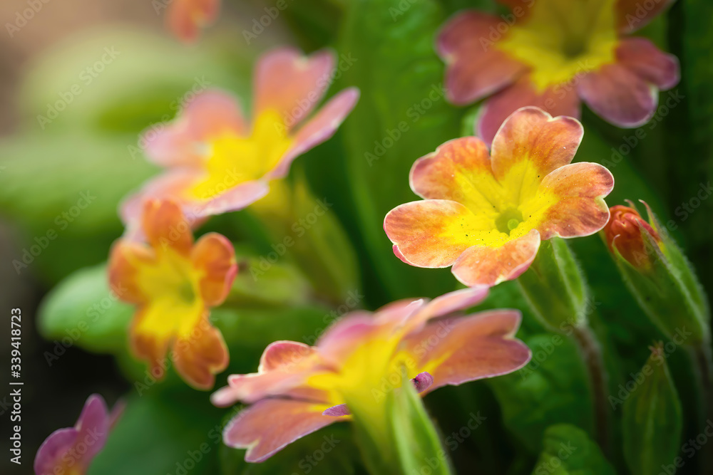 Spring orange flower primrose closeup. Spring orange flower primrose closeup.
