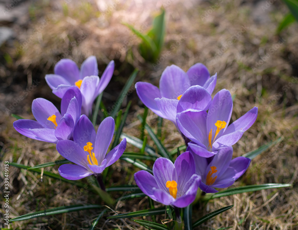 Fresh flowers of purple crocus in spring.