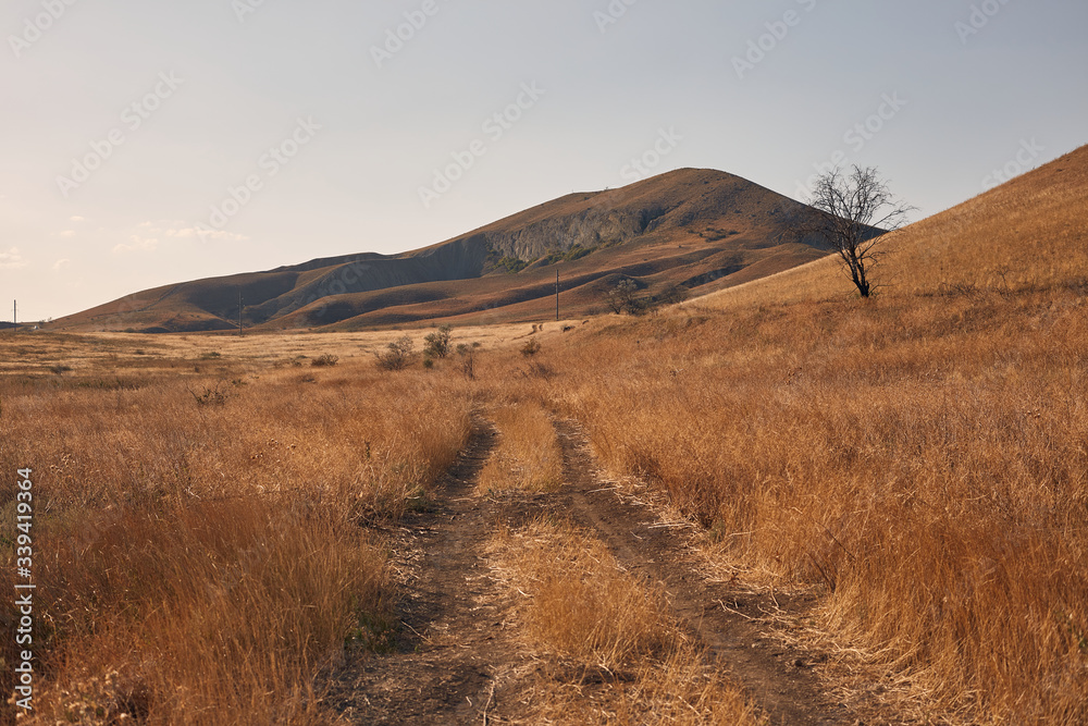 Fototapeta premium road to the field in the sunset rays