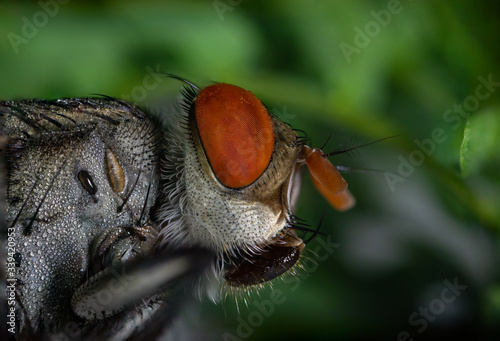 house fly  compound eyes macro photo © prasanth
