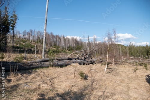 wild forest in czech natural park photo