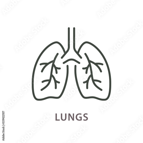 Human lungs line icon on white background. photo