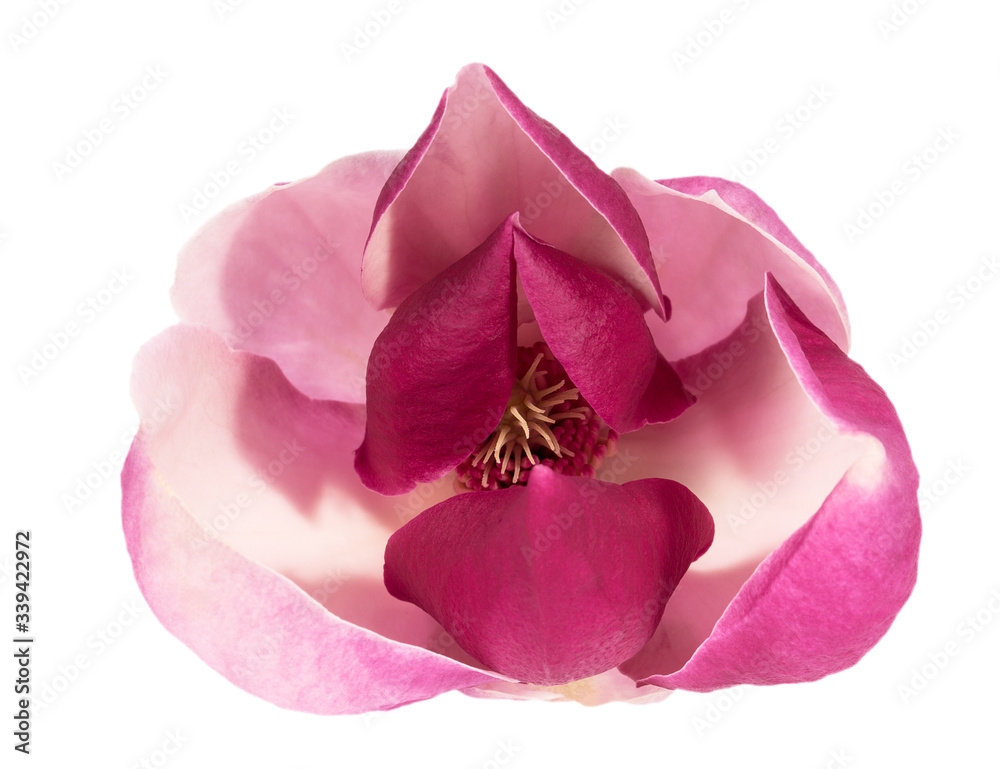 Flower of pink Magnolia isolated on white background, close up Flower of pink Magnolia isolated on white background, close up