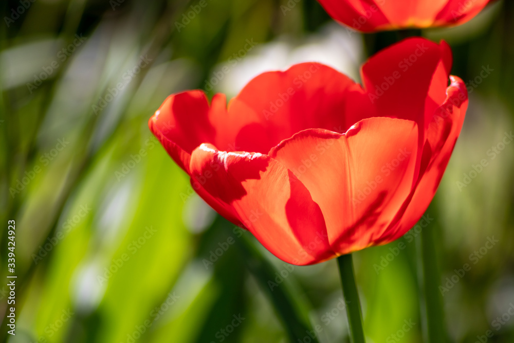 Naklejka premium Blumenwiese mit roten Tulpen in voller Blüte im Frühling leuchten im Gegenlicht vor unscharfem Hintergrund in einem schönen Garten mit Feld und floralen Frühlingsgefühlen und Frühlingsboten