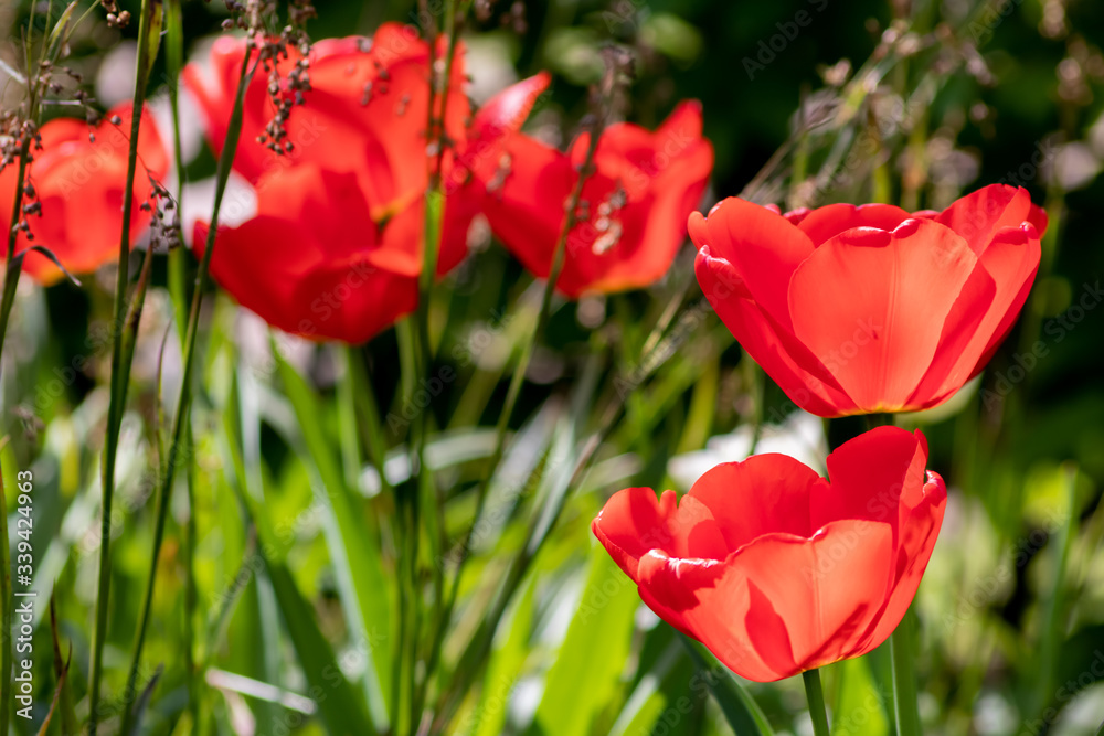 Obraz premium Blumenwiese mit roten Tulpen in voller Blüte im Frühling leuchten im Gegenlicht vor unscharfem Hintergrund in einem schönen Garten mit Feld und floralen Frühlingsgefühlen und Frühlingsboten
