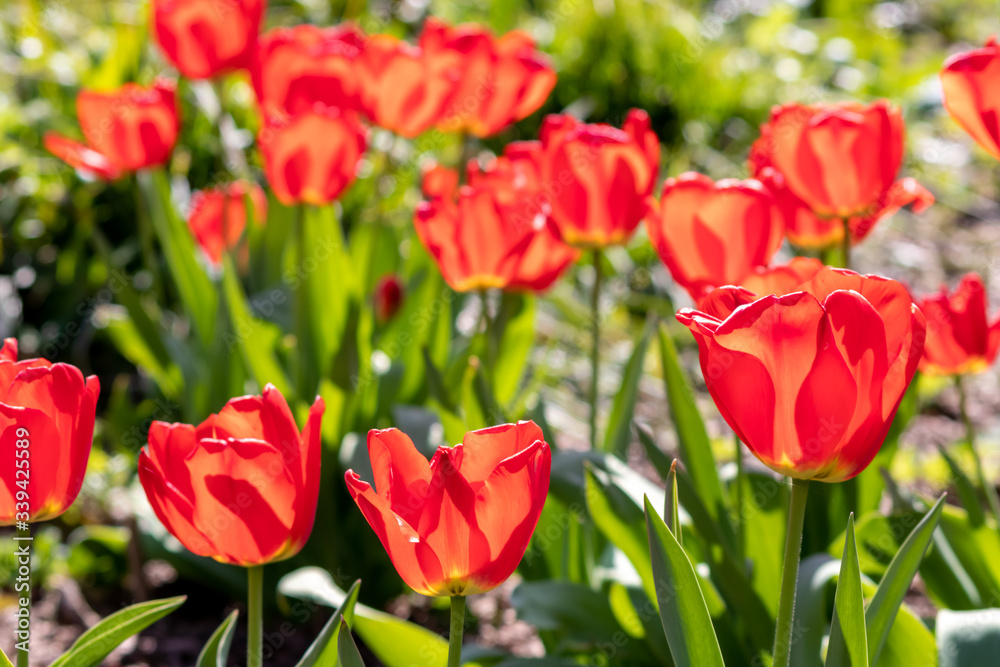 Blumenwiese mit roten Tulpen in voller Blüte im Frühling leuchten im Gegenlicht vor unscharfem Hintergrund in einem schönen Garten mit Feld und floralen Frühlingsgefühlen und Frühlingsboten