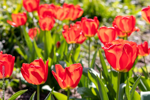 Blumenwiese mit roten Tulpen in voller Bl  te im Fr  hling leuchten im Gegenlicht vor unscharfem Hintergrund in einem sch  nen Garten mit Feld und floralen Fr  hlingsgef  hlen und Fr  hlingsboten