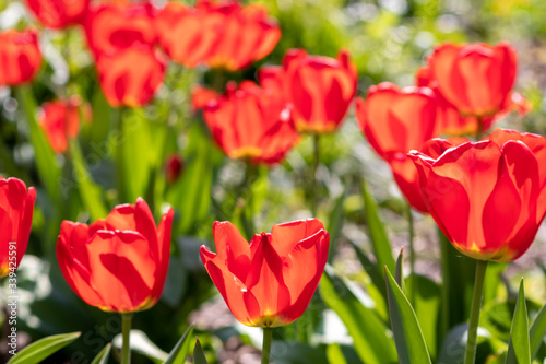 Blumenwiese mit roten Tulpen in voller Blüte im Frühling leuchten im Gegenlicht vor unscharfem Hintergrund in einem schönen Garten mit Feld und floralen Frühlingsgefühlen und Frühlingsboten