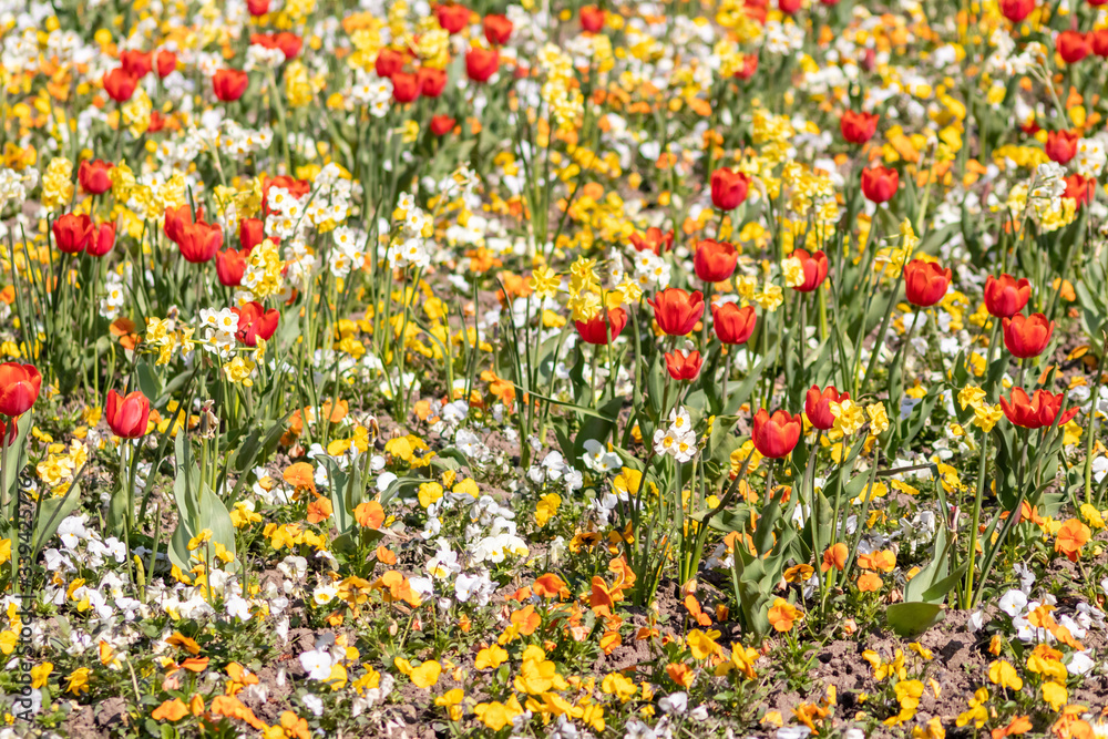 Blumenwiese mit roten Tulpen, gelben Tulpen, weißen Blüten und gelben Blüten zeigt den Frühling in voller Blüte leuchtend im Gegenlicht vor unscharfem Hintergrund in einem schönen Garten mit Feld