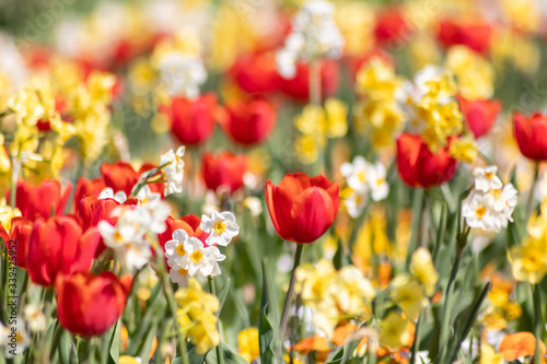 Blumenwiese mit roten Tulpen  gelben Tulpen  wei  en Bl  ten und gelben Bl  ten zeigt den Fr  hling in voller Bl  te leuchtend im Gegenlicht vor unscharfem Hintergrund in einem sch  nen Garten mit Feld