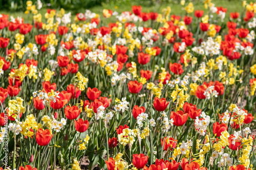 Blumenwiese mit roten Tulpen, gelben Tulpen, weißen Blüten und gelben Blüten zeigt den Frühling in voller Blüte leuchtend im Gegenlicht vor unscharfem Hintergrund in einem schönen Garten mit Feld © sunakri