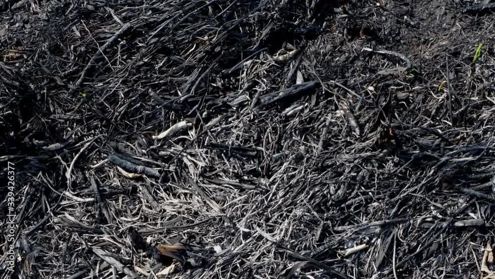 Close-up of scorched earth after the spring fire in forest. Black burnt field with fresh sprouts of new grass. Dead planting with trees. Consequences of the steppe fire. Extraordinary incident