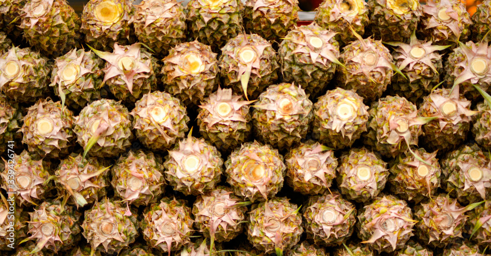close up of a pine cone