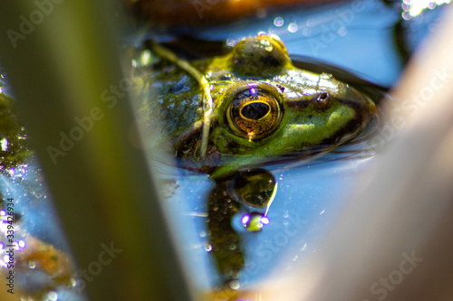 Grüner Wasserfrosch lauert im Wasser auf Insekten wie Fliegen mit großen leuchtenden Augen im Sonnenschein im Teich im heimischen Garten und quakt zur Paarungszeit photo