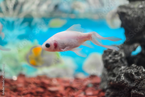 Fototapeta Naklejka Na Ścianę i Meble -  tropical fish in aquarium