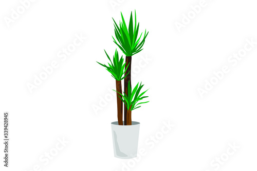 観葉植物ユッカのイラスト
