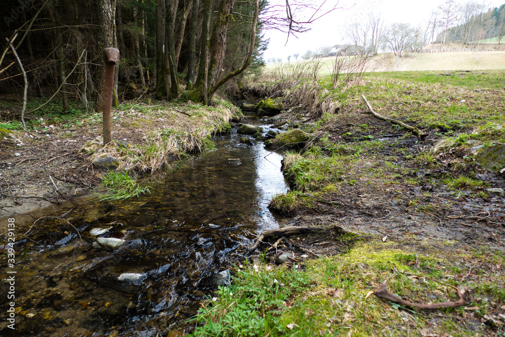 pure water stream in forest