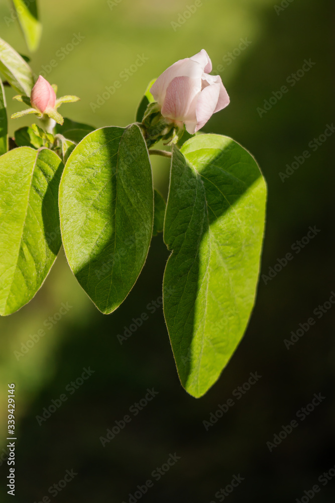 Blühende Quittenblüte an einem Baum