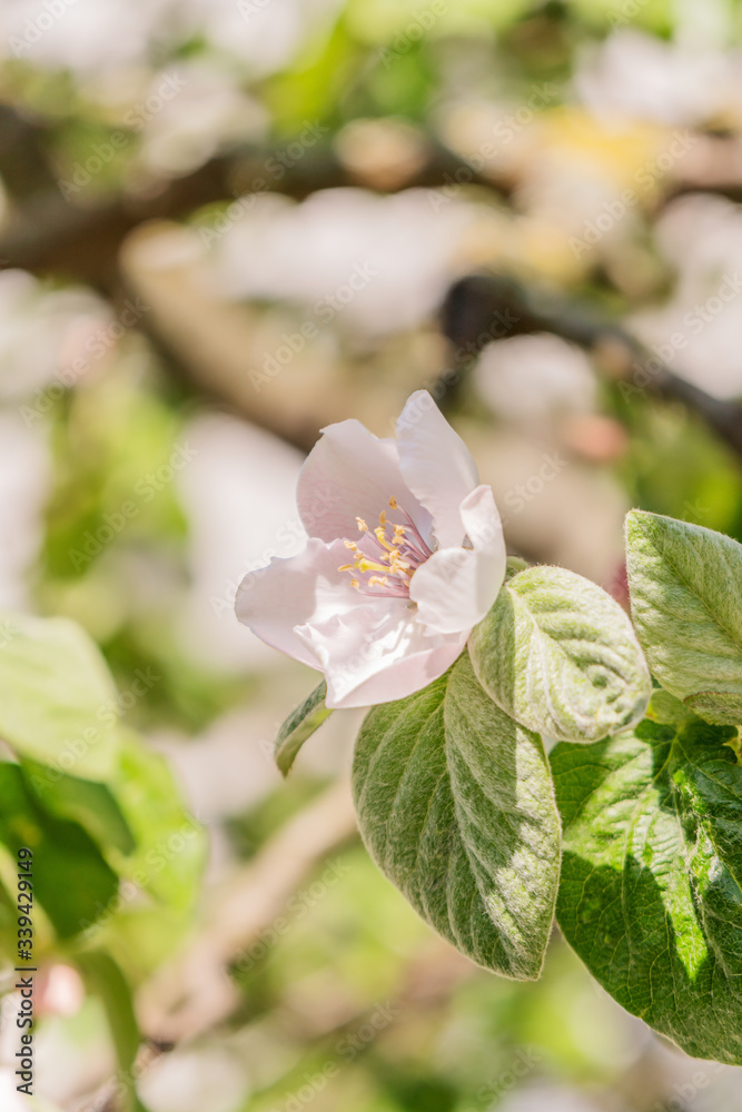 Blühende Quittenblüte an einem Baum