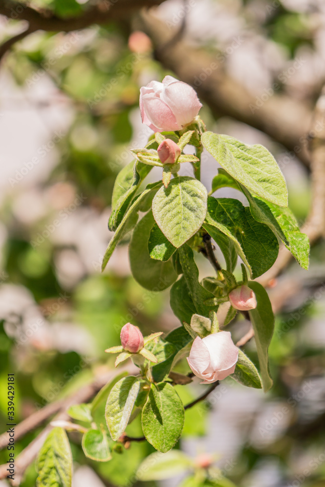 Blühende Quittenblüte an einem Baum