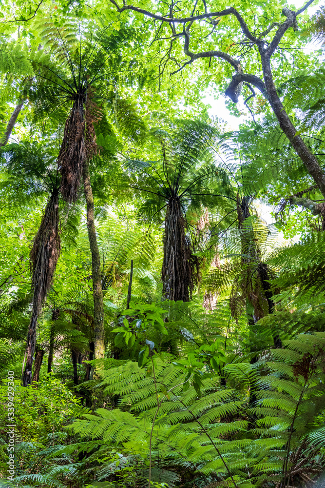 Fototapeta premium Sequoia trees at redwood forest. Rotorua. New Zealand