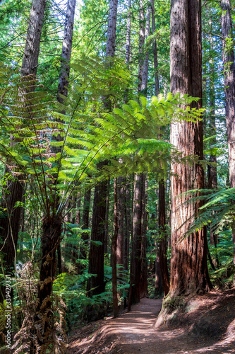 Sequoia trees at redwood forest. Rotorua. New Zealand