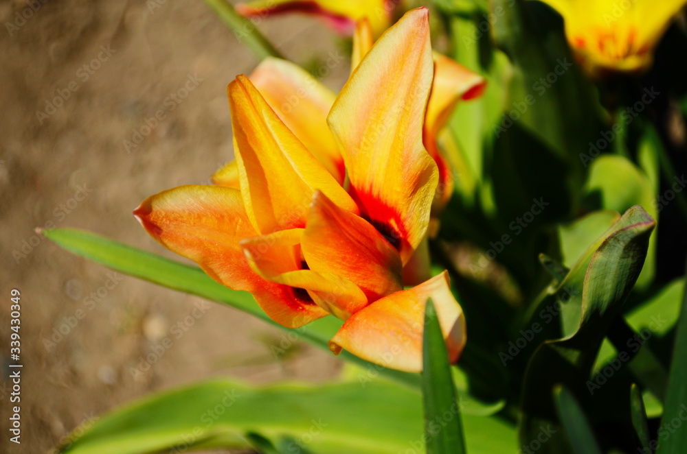 flower tulip illuminated by sunlight. Soft selective focus, close up tulip, toning. Floral background of brightly coloured tulips. flower tulip illuminated by sunlight. Soft selective focus, close up tulip, toning. Floral background of brightly coloured tulips.