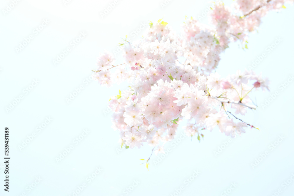 soft pink color blooming tree background