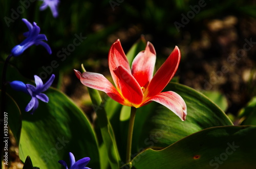 flower tulip illuminated by sunlight. Soft selective focus, close up tulip, toning. Floral background of brightly coloured tulips.