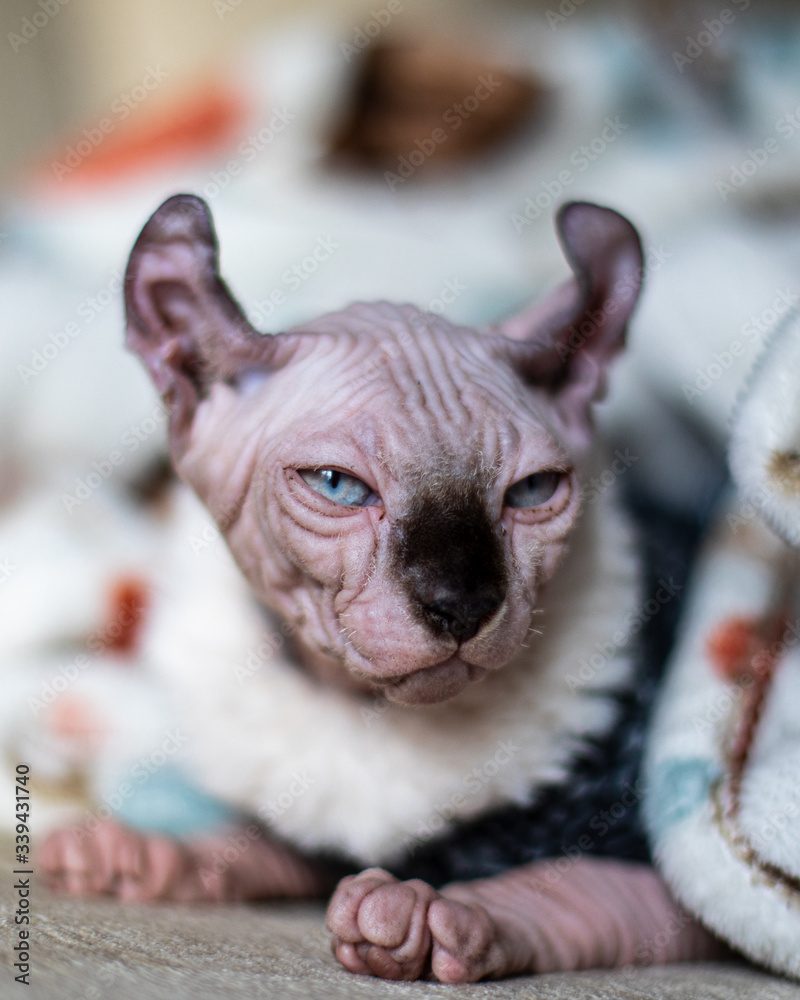 Portraits of a Growing Hairless Kitten