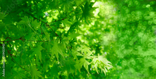 young green foliage of japanese maple tree. banner size 