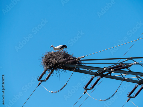 Stork in the nest on the high voltage line mast. Wildlife and Technology