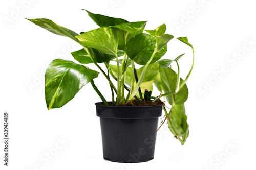 Tropical 'Epipremnum Aureum Golen Pothos' house plant in flower pot isolated on white background